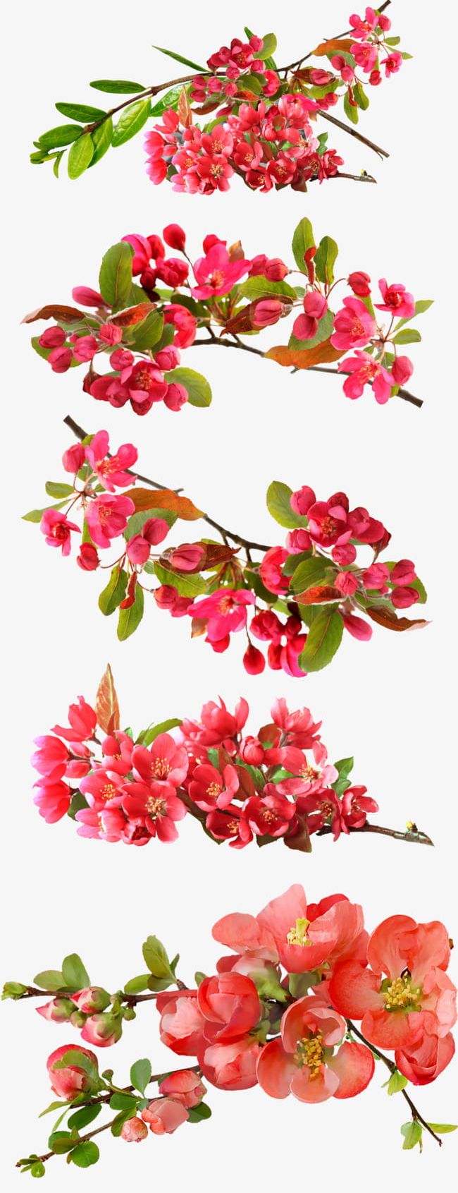 Begonia Blooming Set PNG, Clipart, Begonia, Begonia Clipart, Begonia Flowers, Blooming Clipart, Flowers Free PNG Download
