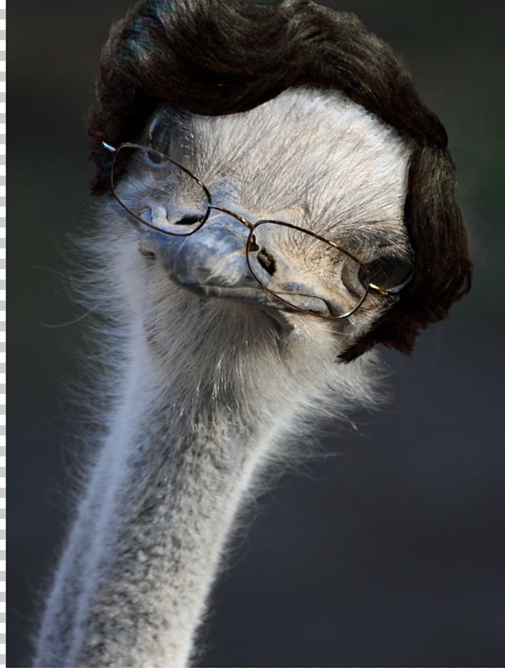 Common Ostrich Flightless Bird Ratite Emu PNG, Clipart, 4chan, Animal, Animals, Art, Beak Free PNG Download