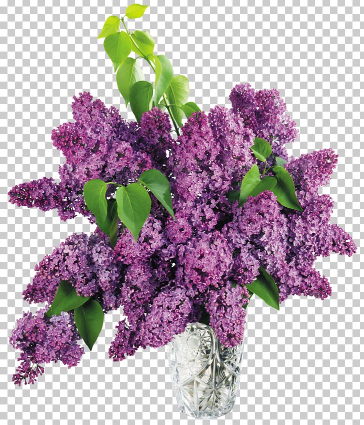 Lilac Flower PNG, Clipart, Clipart, Clip Art, Color, Common Lilac, Cut Flowers Free PNG Download