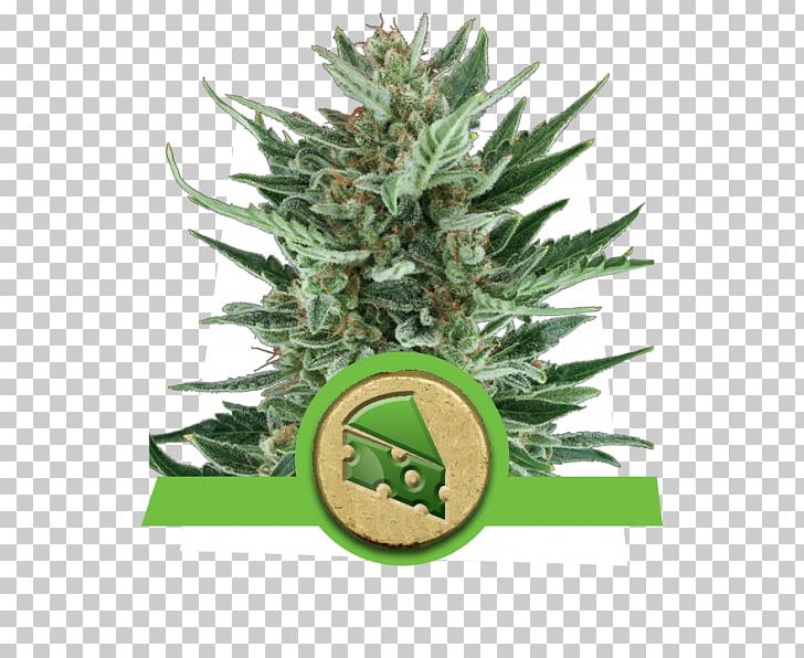Autoflowering Cannabis Cheese Seed McDonald's Quarter Pounder Cannabis Ruderalis PNG, Clipart,  Free PNG Download