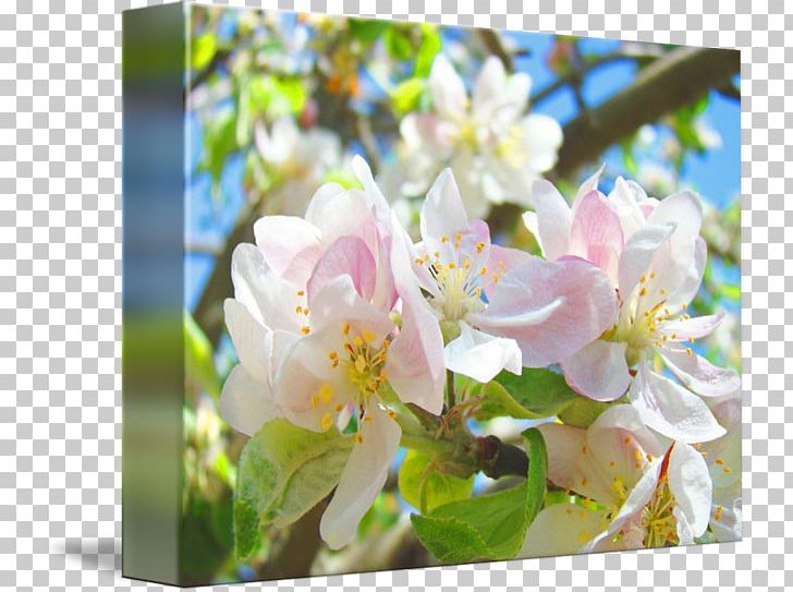 Blossom Gallery Wrap Troutman Art Printmaking PNG, Clipart, Apple, Art, Blossom, Branch, Canvas Free PNG Download