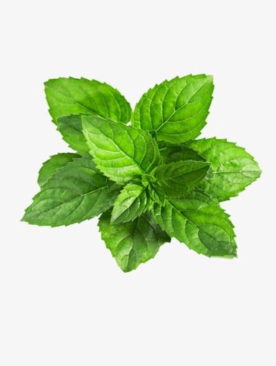 Mint PNG, Clipart, Green, Leaf, Leaves, Mint, Mint Clipart Free PNG Download