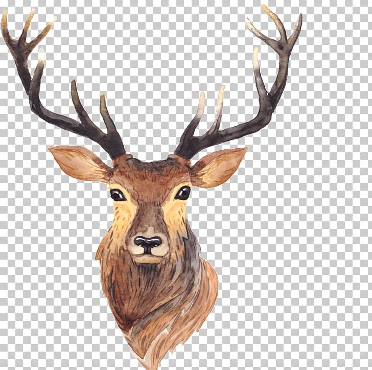 Red Deer Moose Antler Painting PNG, Clipart, Animals, Animation, Antler, Antlers, Art Free PNG Download