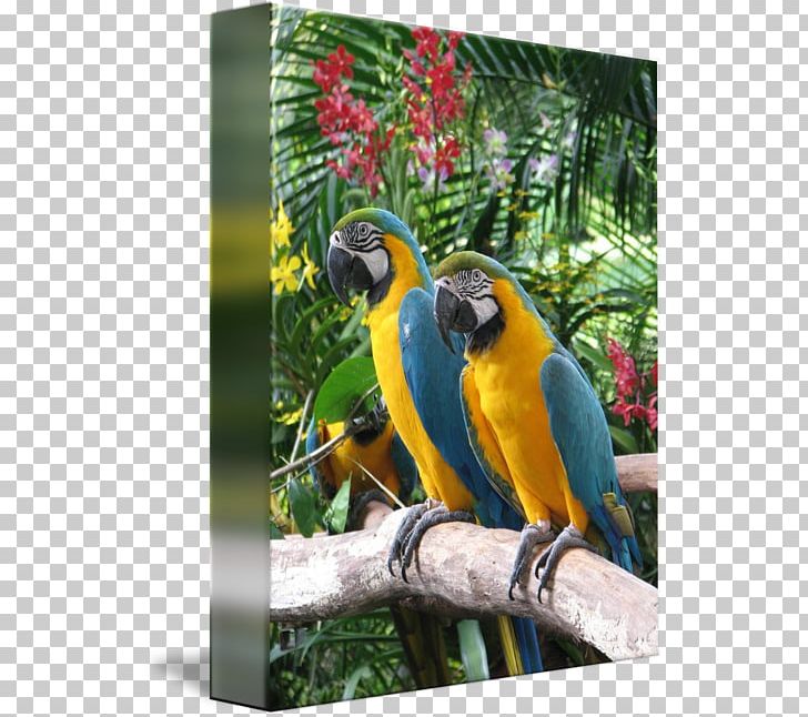 Macaw Parrot Bird Gallery Wrap Beak PNG, Clipart, Art, Art Museum, Beak, Bird, Bird Supply Free PNG Download