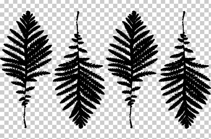 Amelisweerd Rhijnauwen Estate History Spruce PNG, Clipart, Black And White, Branch, Conifer, Delusion, De Tijd Free PNG Download