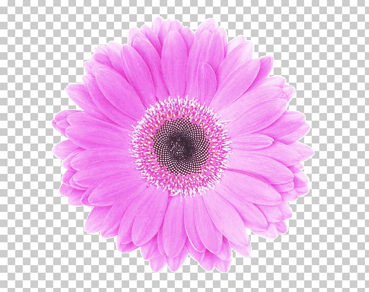 Diabetes Mellitus Transvaal Daisy Doctorate Research United States PNG, Clipart, Annual Plant, Aster, Chrysanthemum, Chrysanths, Closeup Free PNG Download