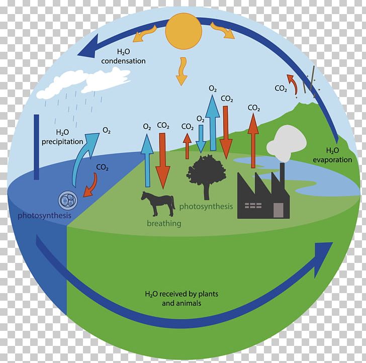 Oxygen Cycle Carbon Cycle Water Cycle Biogeochemical Cycle PNG, Clipart, Abiotic Component, Biogeochemical Cycle, Biology, Carbon, Carbon Cycle Free PNG Download