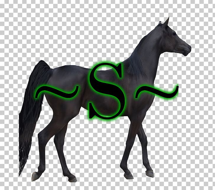Stallion Mustang Foal Colt Mare PNG, Clipart, Animal Figure, Colt, Foal, Halter, Horse Free PNG Download