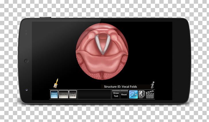 Vocal Folds Human Voice Muscles Of The Larynx Computer PNG, Clipart, Anatomy, Apple, App Store, Computer, Electronic Device Free PNG Download