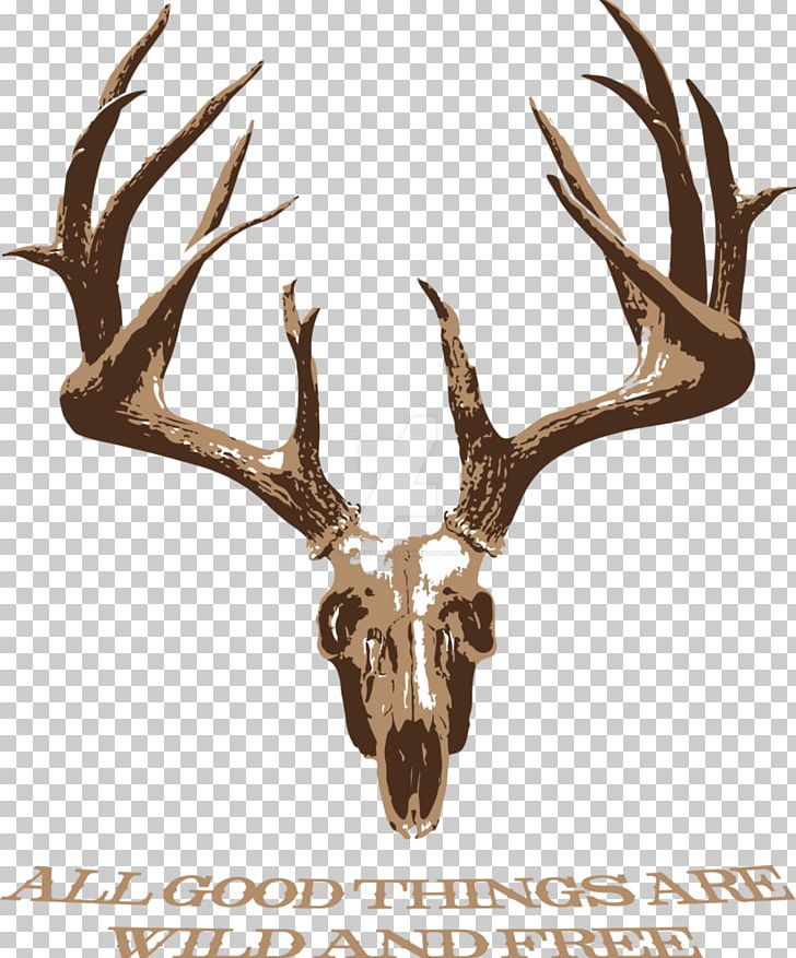 White-tailed Deer Elk Antler Skull PNG, Clipart, Anatomy, Animals