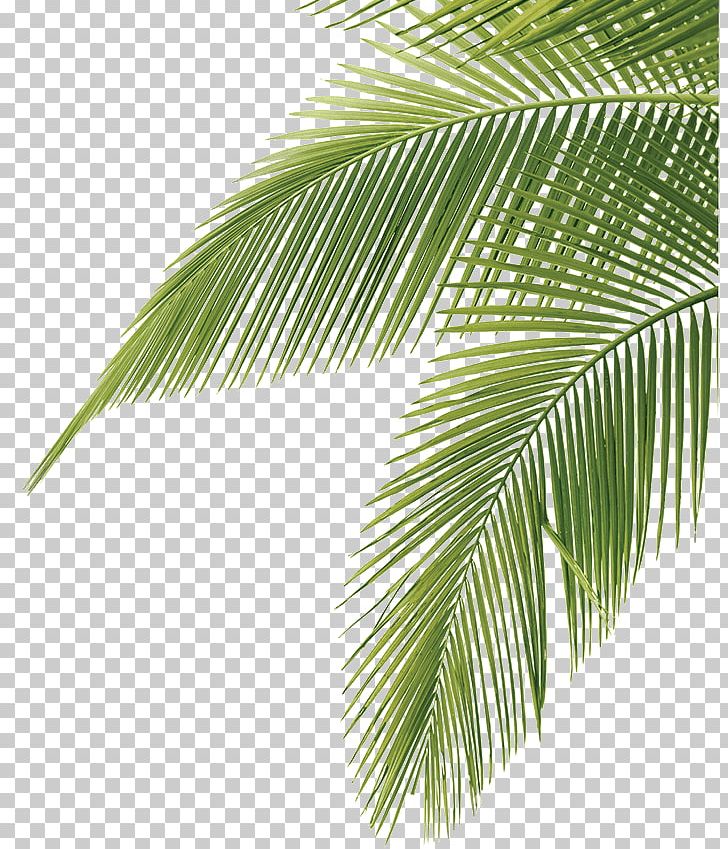 Arecaceae Frond PNG, Clipart, Arecaceae, Arecales, Borassus Flabellifer, Coconut, Computer Icons Free PNG Download