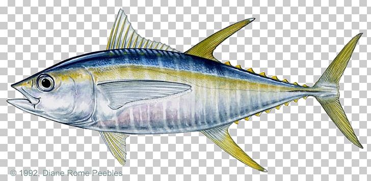 Blackfin Tuna Bigeye Tuna Yellowfin Tuna Atlantic Bluefin Tuna Fishing PNG, Clipart, Anchovy, Atlantic Bluefin Tuna, Bigeye Tuna, Bony Fish, Fauna Free PNG Download