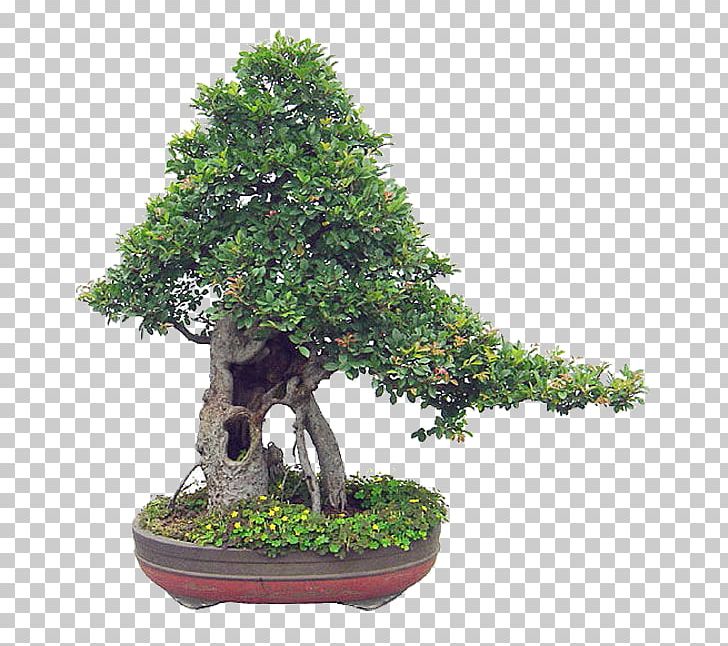 Chinese Sweet Plum Flowerpot Tree Sageretia PNG, Clipart, Bonsai, Evergreen, Flowerpot, Houseplant, Others Free PNG Download