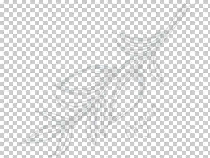 Line Art White Flowering Plant Feather Sketch PNG, Clipart, Animals, Artwork, Bird, Black, Black And White Free PNG Download