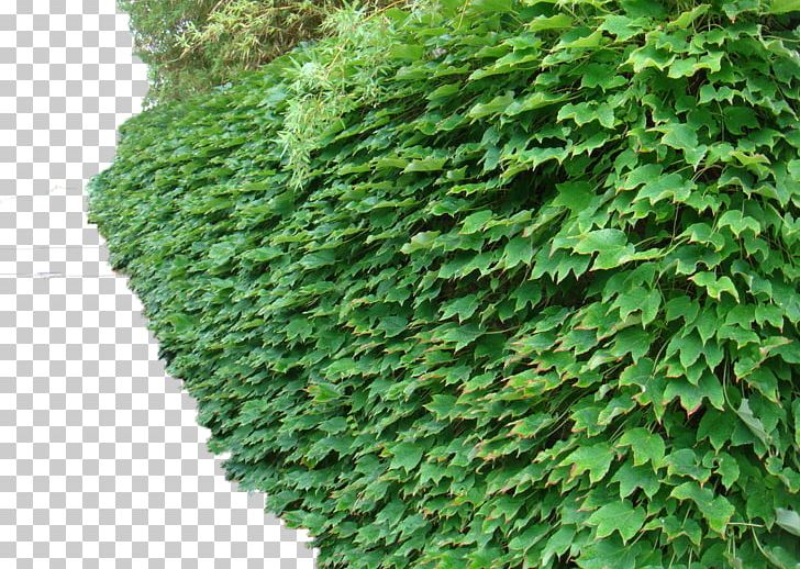 Parthenocissus Tricuspidata Dicotyledon Common Ivy Vine Plant PNG, Clipart, Animals, Background Green, Climb, Dicotyledon, Environmental Free PNG Download