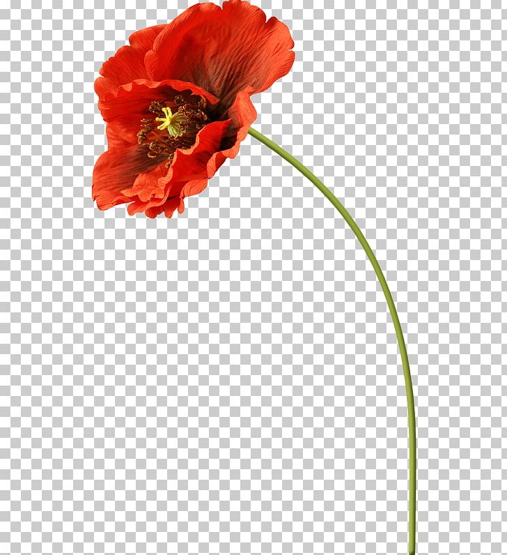 Cut Flowers Common Poppy PNG, Clipart, Common Poppy, Computer Software, Coquelicot, Cut Flowers, Flower Free PNG Download