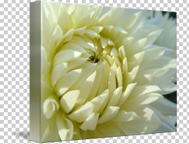 Dahlia Gallery Wrap Troutman Floristry Chrysanthemum PNG, Clipart, Art, Canvas, Christmas, Chrysanthemum, Chrysanths Free PNG Download