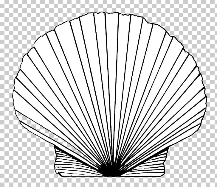 Pectinidae Drawing Line Art Seashell PNG, Clipart, Angle, Animals, Art, Black And White, Cockle Free PNG Download