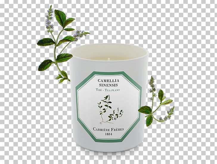 Tuberose Candle Perfume Wax Odor PNG, Clipart, Agavoideae, Apothecary, Candle, Cup, Earl Grey Tea Free PNG Download