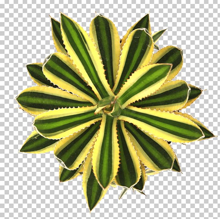 Succulent Plant Leaf Agave Stencil PNG, Clipart, Agave, Airbrush, Cactaceae, Cactus, Cake Free PNG Download