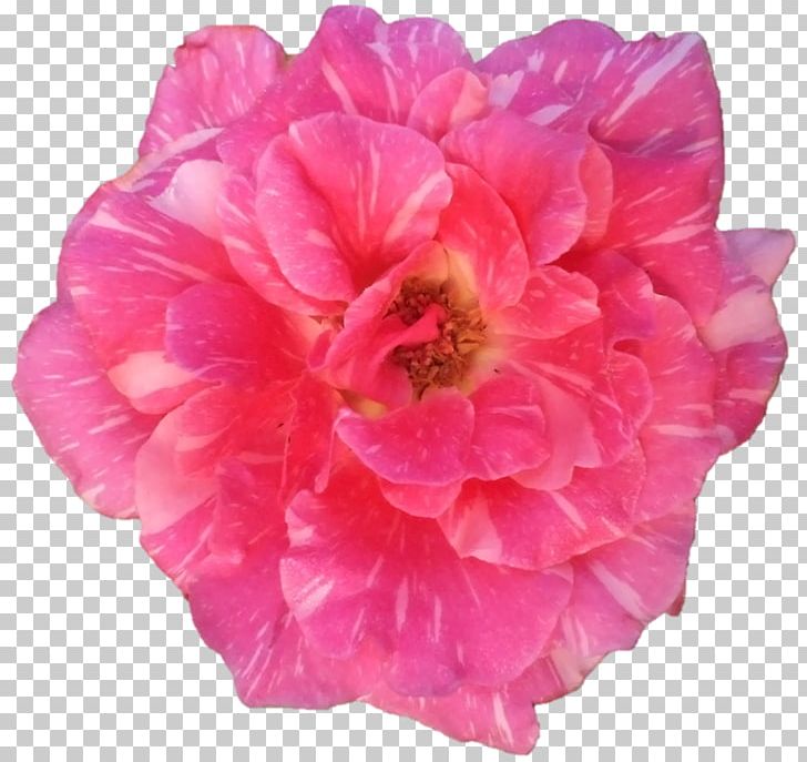 Cabbage Rose Garden Roses Floribunda Rosen Tantau Cut Flowers PNG, Clipart, Annual Plant, China Rose, Cut Flowers, Devi, Floribunda Free PNG Download