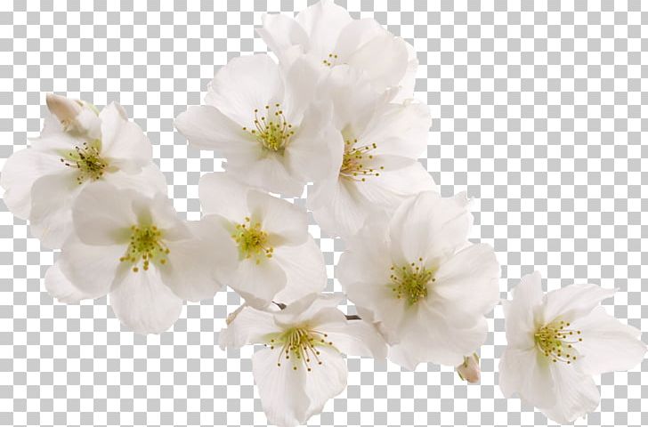 Cherry Blossom White Peach PNG, Clipart, Black White, Blossom, Branch, Bright, Brightness Free PNG Download