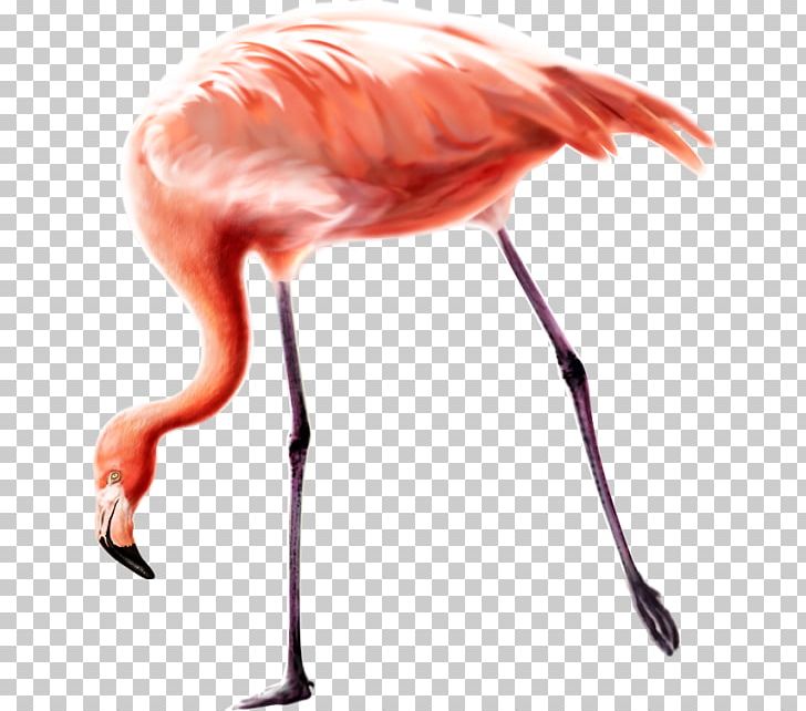 Bird Greater Flamingo PNG, Clipart, Animals, Beak, Bird, Clip Art, Flamingo Free PNG Download
