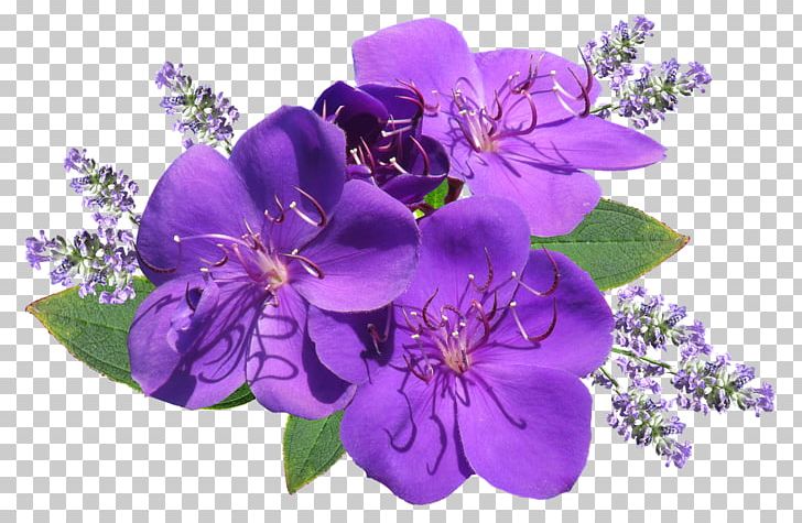 English Lavender Desktop Flower PNG, Clipart, Aroma Compound, Desktop Wallpaper, English Lavender, Essential Oil, Flower Free PNG Download