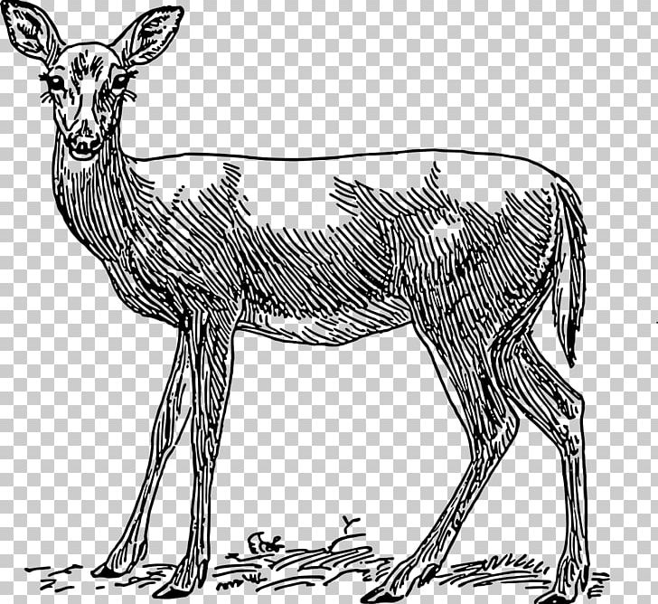 Red Deer White-tailed Deer Roe Deer PNG, Clipart, Animal, Animals, Antelope, Antler, Black And White Free PNG Download