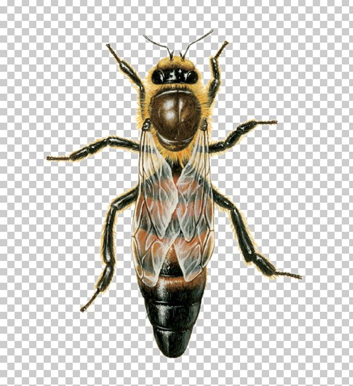 Western Honey Bee Queen Bee Beehive Drone PNG, Clipart, Arthropod, Artificial Bee Colony Algorithm, Bee, Beehive, Beekeeper Free PNG Download