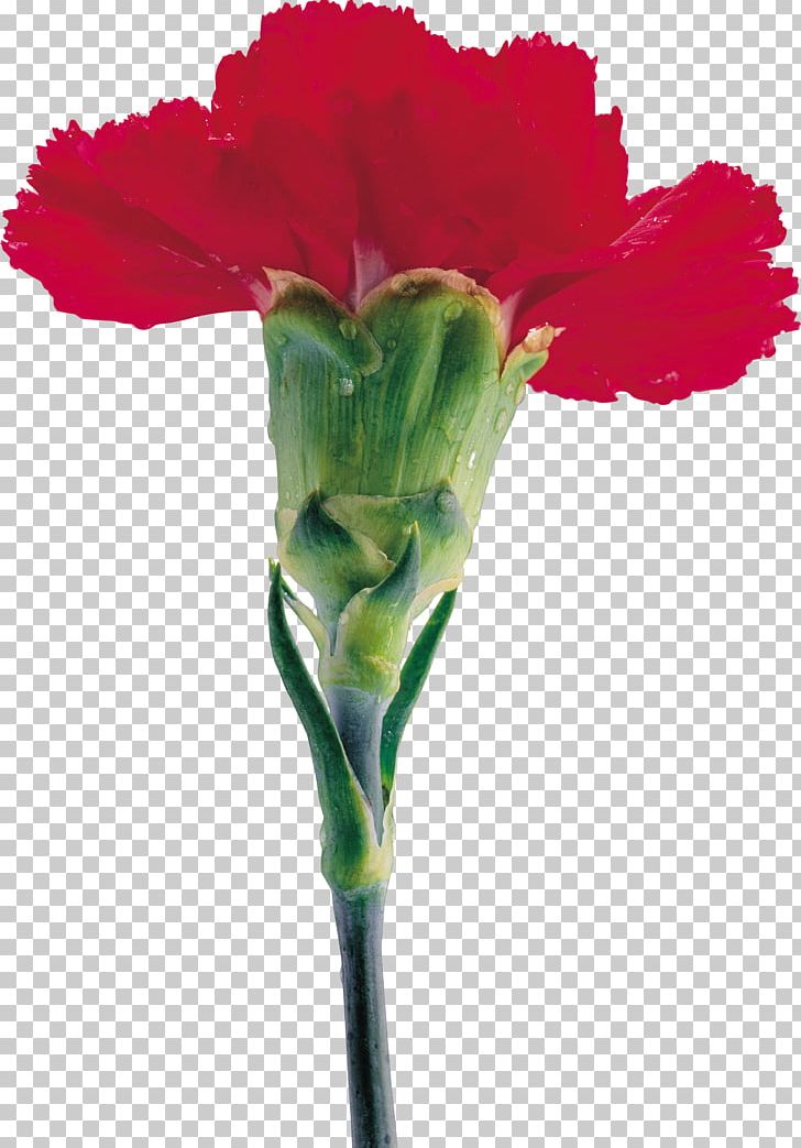 Carnation Dianthus Chinensis Flower Plant Stem PNG, Clipart, Carnation, Caryophyllaceae, Clove, Cut Flowers, Dianthus Chinensis Free PNG Download