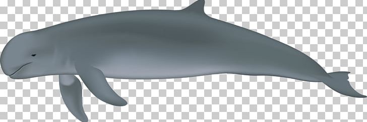 Common Bottlenose Dolphin Porpoise Tucuxi River Dolphin Irrawaddy Dolphin PNG, Clipart,  Free PNG Download