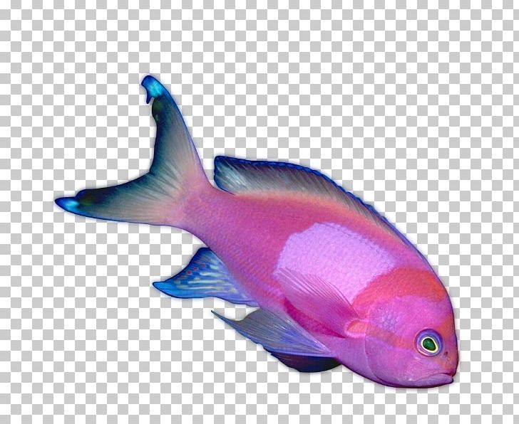 Fish Animaatio PNG, Clipart, 2016, Animaatio, Animal, Animals, Animaux Free PNG Download