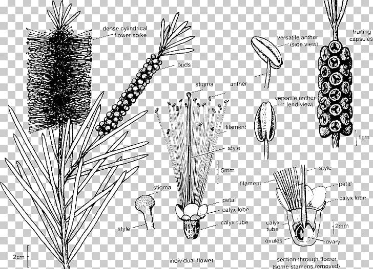 Melaleucas: Their Botany PNG, Clipart, Black And White, Botany, Bottlebrushes, Branch, Commodity Free PNG Download