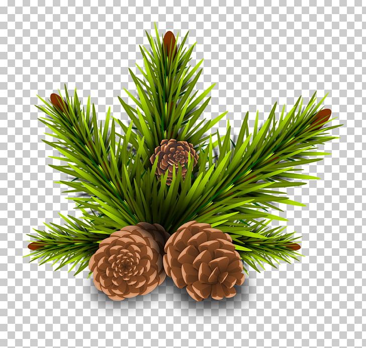 Stone Pine Conifer Cone Tree PNG, Clipart, Acorn, Branch, Christmas Ornament, Conifer, Conifer Cone Free PNG Download