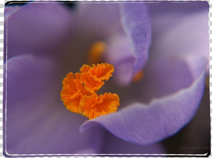 Violet Crocus Purple Flower Iridaceae PNG, Clipart, Closeup, Closeup, Crocus, Family, Flower Free PNG Download