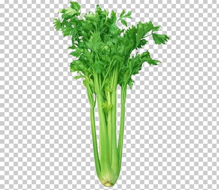 Celeriac Leaf Celery Vegetable Celtuce Herb PNG, Clipart, Broth, Carrot, Celeriac, Celery, Celtuce Free PNG Download