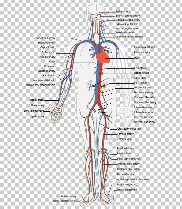 Circulatory System Human Body Blood Vessel Vein PNG, Clipart, Angle ...