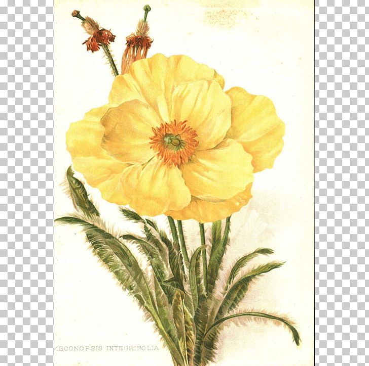 Flower Painting Botanical Illustration Drawing PNG, Clipart, Art, Botanical Flowers, Botanical Illustration, Botany, Cut Flowers Free PNG Download