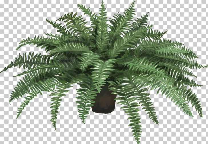 Nephrolepis Exaltata Fern Plant Leaf Artificial Flower PNG, Clipart, Drawing, Evergreen, Ferns And Horsetails, Flowerpot, Green Free PNG Download