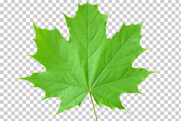 Autumn Leaf Color PNG, Clipart, Autumn Leaf Color, Encapsulated Postscript, Green, Green Leaf, Image Resolution Free PNG Download