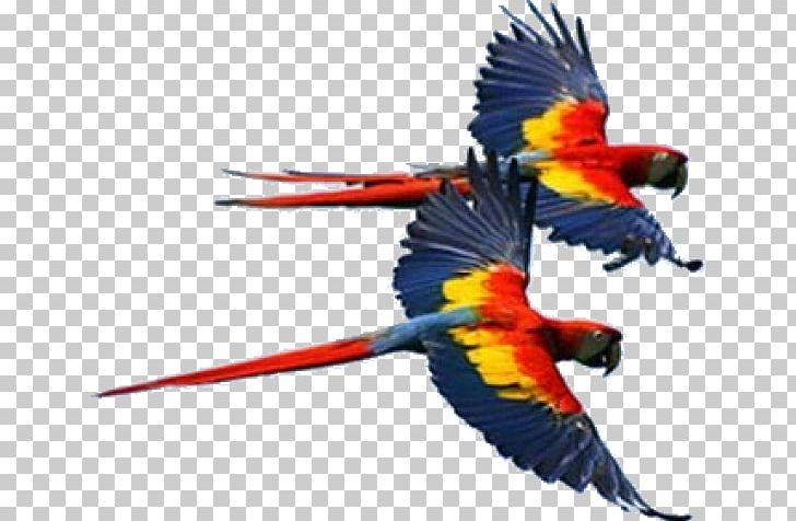 Bird Scarlet Macaw Hyacinth Macaw Red-and-green Macaw PNG, Clipart, Animals, Anodorhynchus, Beak, Blueandyellow Macaw, Cockatoo Free PNG Download