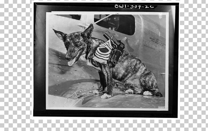 Blog Dog History Photography PNG, Clipart, Artwork, Black And White, Blog, Carnivoran, Cat Free PNG Download