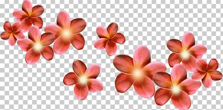 Flower Piccole Cose .de Petal PNG, Clipart, Birthday, Cut Flowers, Cvety, Flower, I Just Called To Say I Love You Free PNG Download
