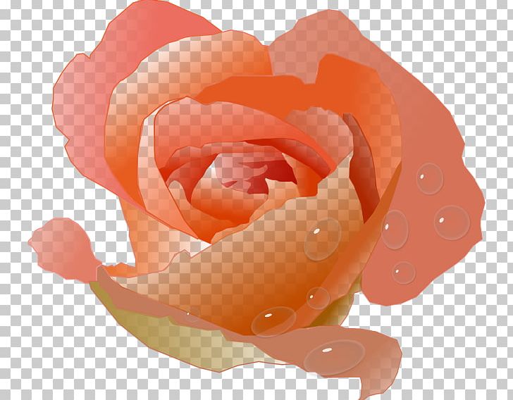 Peach Flower Rose PNG, Clipart, Animation, China Rose, Closeup, Color, Coral Free PNG Download