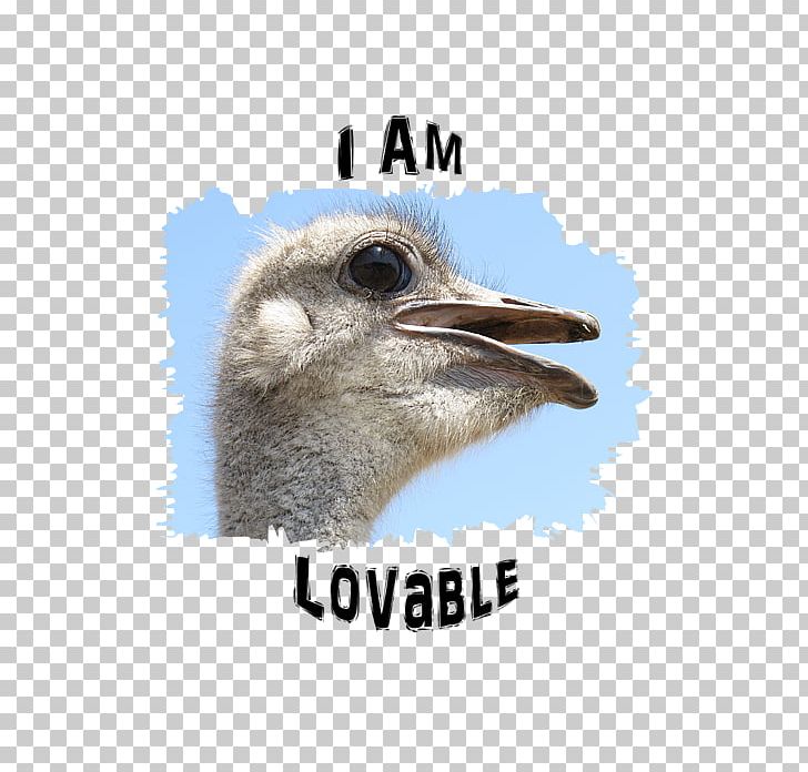 Common Ostrich Flightless Bird Photography PNG, Clipart, Animal, Beak, Bird, Common Ostrich, Desktop Wallpaper Free PNG Download