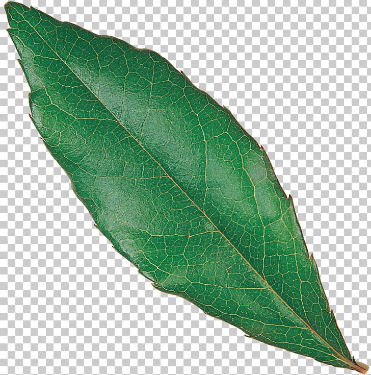 Plant Leaf PNG, Clipart, Eucalyptus, Eucalyptus Leaf, Food Drinks, Leaf, Plant Free PNG Download