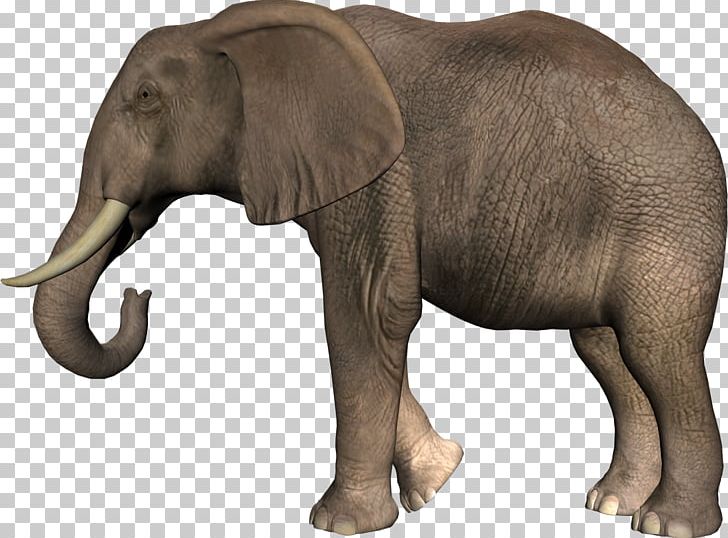African Bush Elephant Asian Elephant PNG, Clipart, African Forest Elephant, Animal, Animals, Digital Image, Elephant Free PNG Download