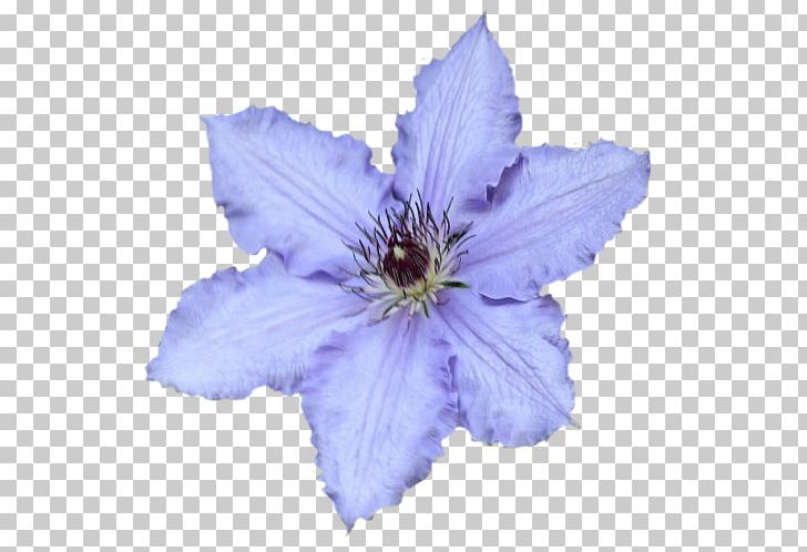 Leather Flower Chicory PNG, Clipart, Blue, Chicory, Clematis, Flower, Flowering Plant Free PNG Download
