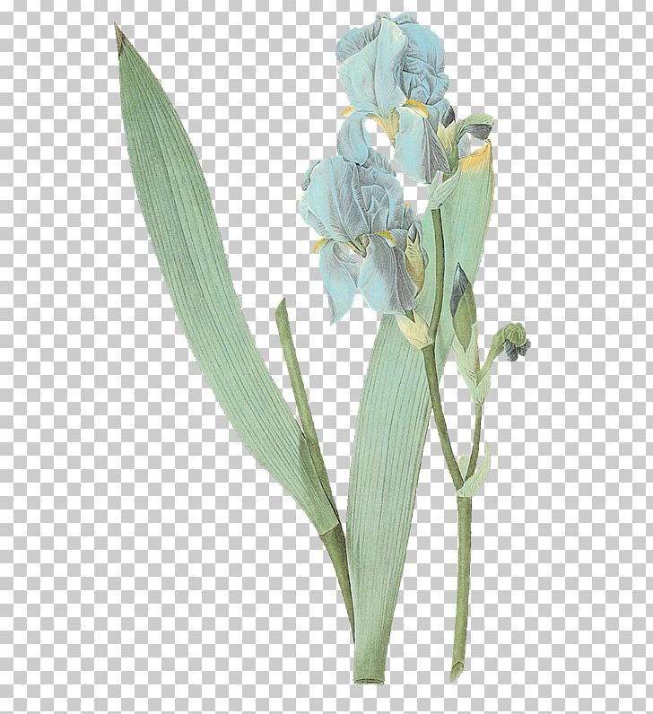 Painter Watercolor Painting Artist PNG, Clipart, Art, Artist, Botanical Illustration, Botany, Cut Flowers Free PNG Download